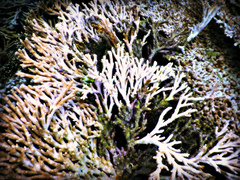 Acropora downingi