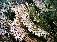 Acropora downingi