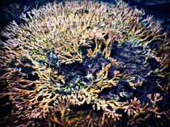 Acropora downingi