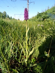 Dactylorhiza sibirica