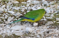 Neophema chrysogaster