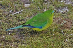 Neophema chrysogaster