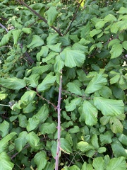 Rubus ulmifolius image