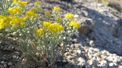 Physaria douglasii tuplashensis