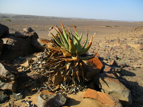 Image of Aloe asperifolia by no rights reserved
