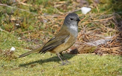 Pachycephala olivacea