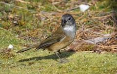 Pachycephala olivacea