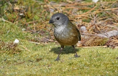 Pachycephala olivacea