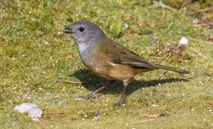 Pachycephala olivacea