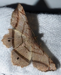 Chiasmia monticolaria