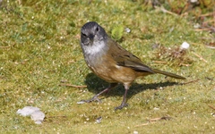 Pachycephala olivacea