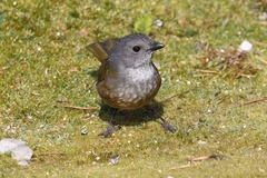 Pachycephala olivacea