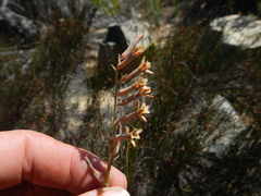 Dipcadi brevifolium