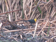 Chrysomus icterocephalus