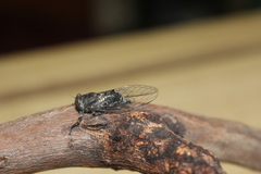 Atrapsalta corticina