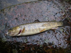 Salvelinus confluentus