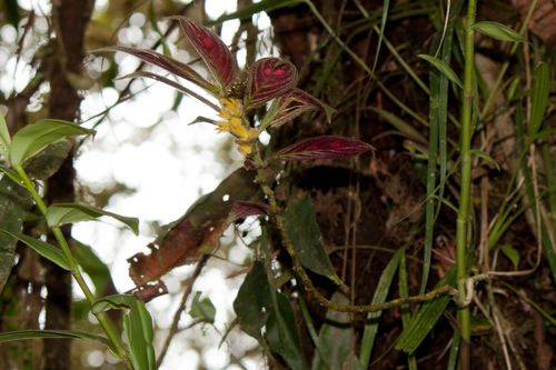 Columnea fernandezii