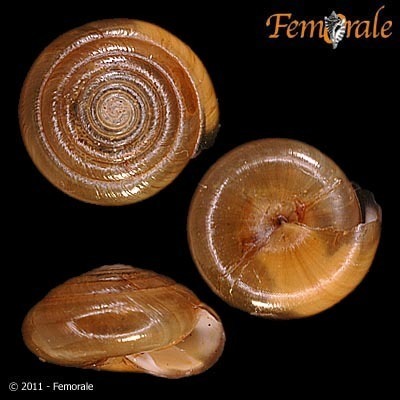 Throaty Dome Snail