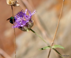 Monardella odoratissima glauca