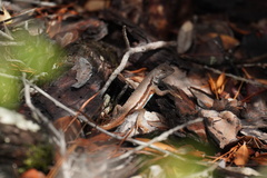 Florida Scrub Lizard photo 3