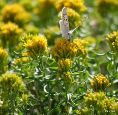 Chrysothamnus viscidiflorus viscidiflorus