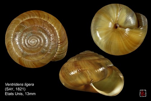 Globose Dome Snail