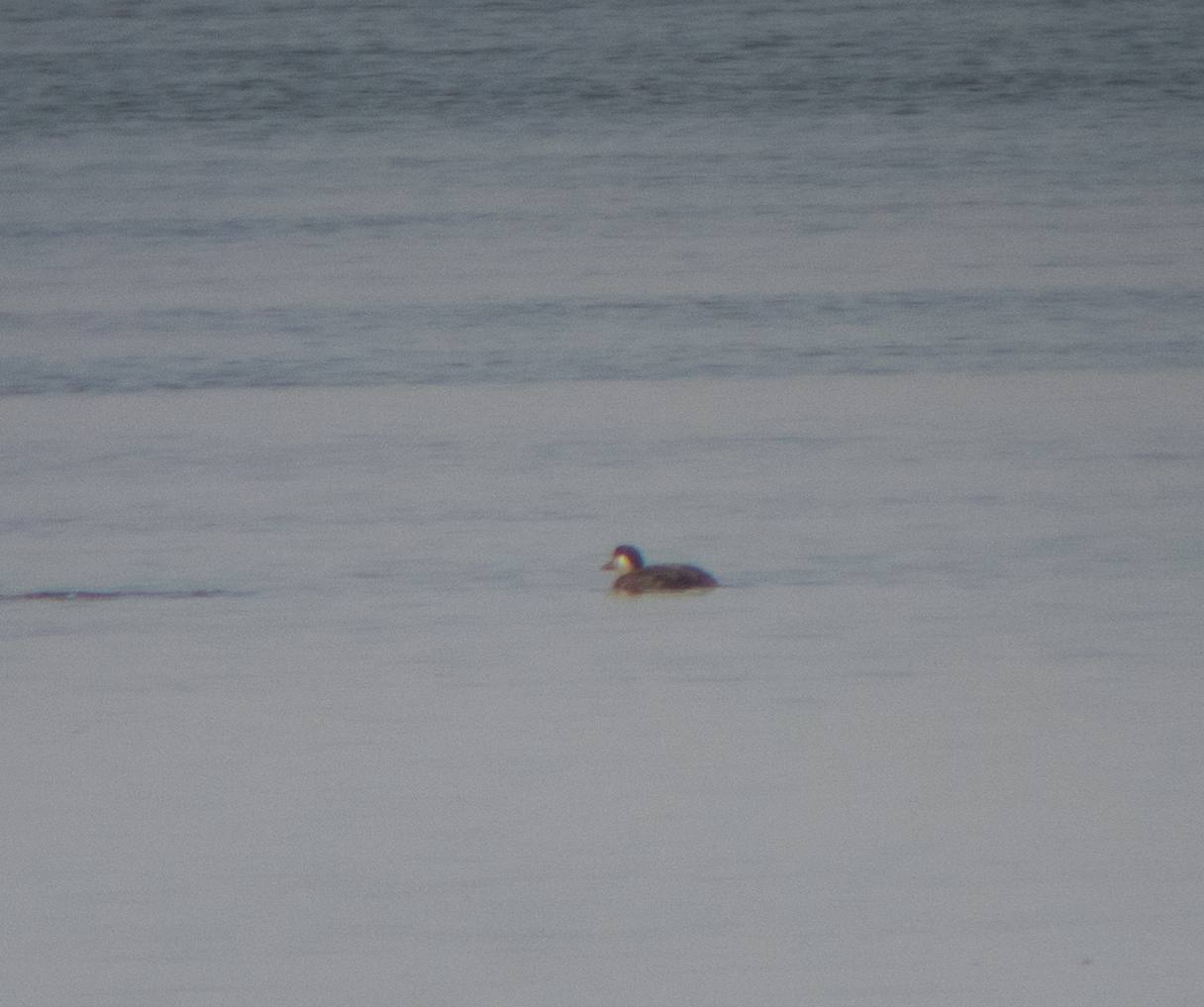 Common Scoter