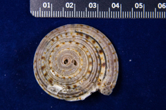 Architectonica nobilis