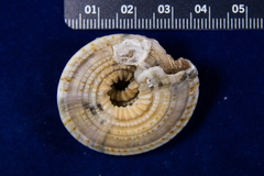 Architectonica nobilis