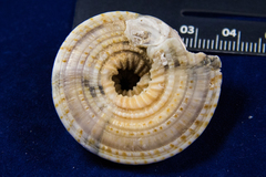 Architectonica nobilis