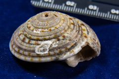 Architectonica nobilis