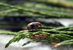 Strophosoma capitatum