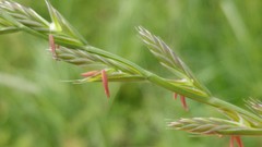 Lolium persicum