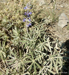 Lupinus argenteus palmeri