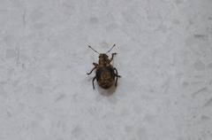 Strophosoma capitatum