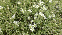 Sabulina nuttallii fragilis