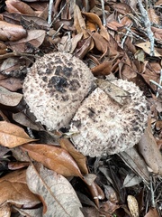 Strobilomyces strobilaceus image