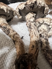 Strobilomyces strobilaceus image