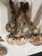 Strobilomyces strobilaceus image