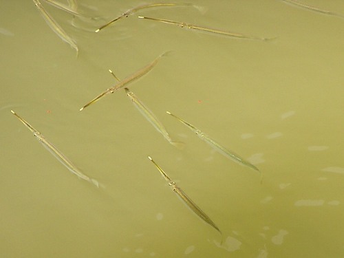 Estuarium-halfsnavel (Zenarchopterus ectuntio) — Zenarchopteridae — 3