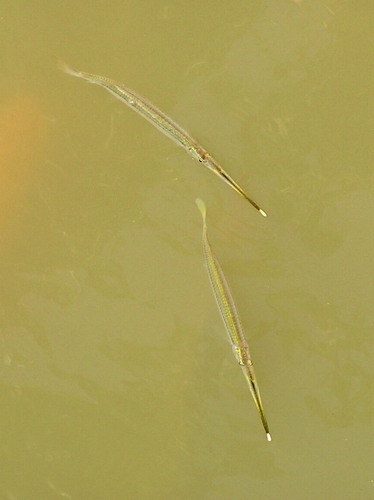 Zenarchopterus ectuntio