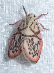 Miltochrista irregularis