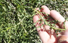 Chrysothamnus viscidiflorus viscidiflorus