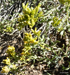 Chrysothamnus viscidiflorus viscidiflorus