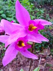Laelia anceps