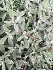 Cerastium tomentosum