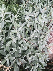 Cerastium tomentosum
