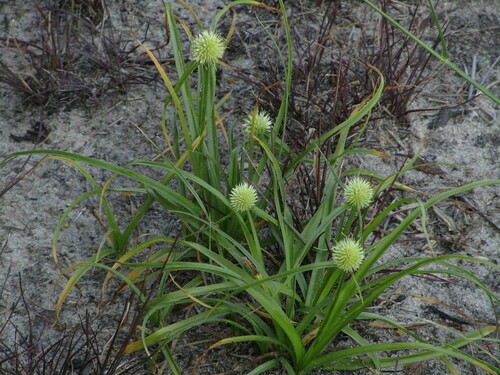 Image of Cyperus cristatus by (c) Murphy Tladi, some rights reserved (CC BY)