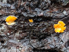 Lachnellula calyciformis