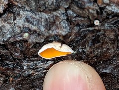 Lachnellula calyciformis